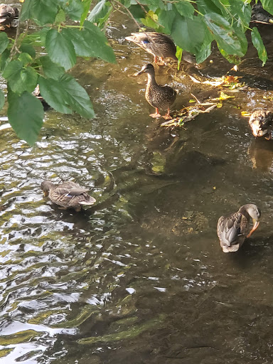 Memorial Park «Veterans Memorial Park», reviews and photos, 7619 Memphis Ave, Brooklyn, OH 44144, USA