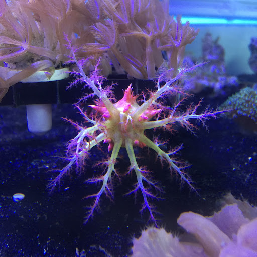 Tropical Fish Store «Hooked On Reefs», reviews and photos, 228 Hibiscus St #1, Jupiter, FL 33458, USA