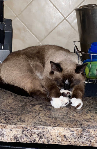 Lincoln Animal Shelter