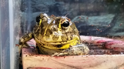 Pet Supply Store «Petco Animal Supplies», reviews and photos, 5631 Grove Blvd, Hoover, AL 35226, USA