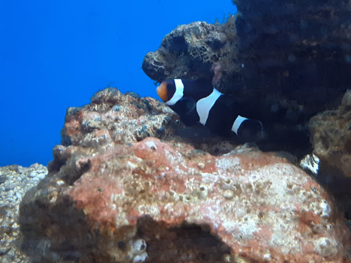 Pet Supply Store «Petco Animal Supplies», reviews and photos, 1337 N National Rd, Columbus, IN 47201, USA