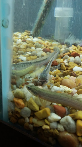 Pet Store «Pet Kingdom», reviews and photos, 2302 Central Ave, Kearney, NE 68847, USA