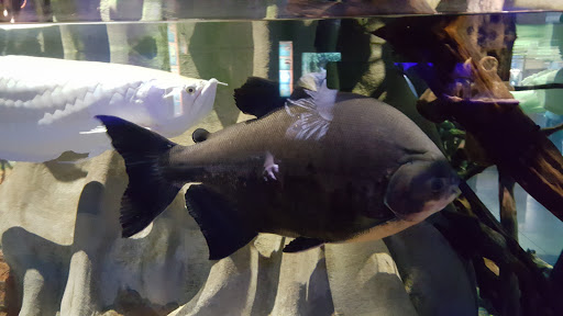 Aquarium «Oklahoma Aquarium», reviews and photos, 300 Aquarium Dr, Jenks, OK 74037, USA