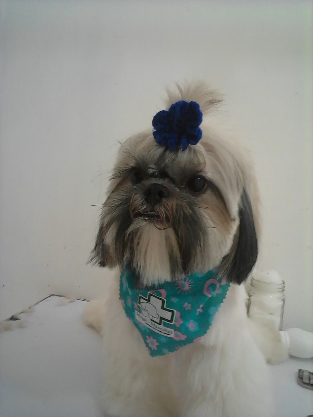 Peluqueria canina fashion pet