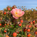 Photo n°3 de l'avis de Uwe.. fait le 16/11/2021 à 15:52 sur le  Weinstube Amalienhof à Beilstein