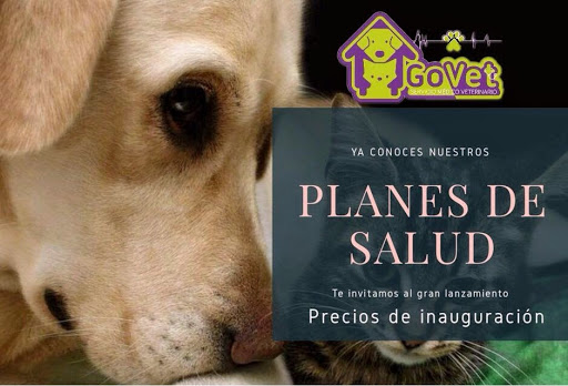 GoVet - Veterinario a Domicilio