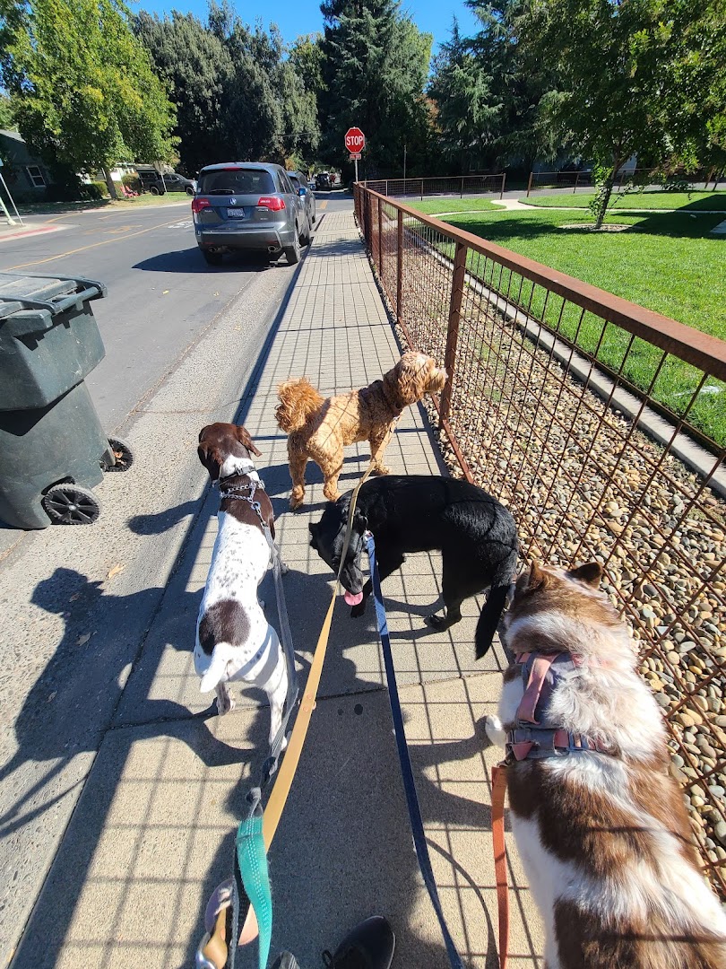 Romeo & Friends Dog Walking & Pet Sitting