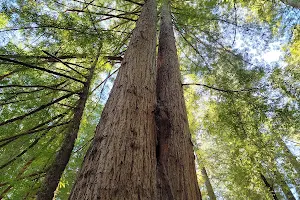 Redwood Nature Trailhead image