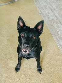 Just-Like-Family Pet Sitting - Photo 6 - Car repair in Chesapeake, VA, Virginia Beach