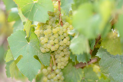 Champagne Jacques Sonnette à Charly-sur-Marne