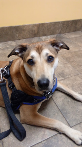 Pet Supply Store «PetSmart», reviews and photos, 131 Town Center Rd, King of Prussia, PA 19406, USA