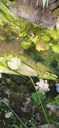 Pie Shop «Stockholm Pie and General Store», reviews and photos, N2030 Spring St, Stockholm, WI 54769, USA