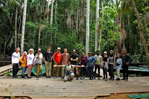 Green Jungle Tours image