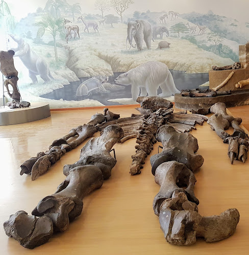 Museo Paleontológico Megaterio - La Libertad