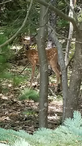 Golf Club «Kebo Valley Club», reviews and photos, 136 Eagle Lake Rd, Bar Harbor, ME 04609, USA
