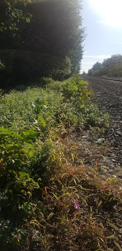 Park «Conant Park», reviews and photos, 310 Conant St, Hillside, NJ 07205, USA