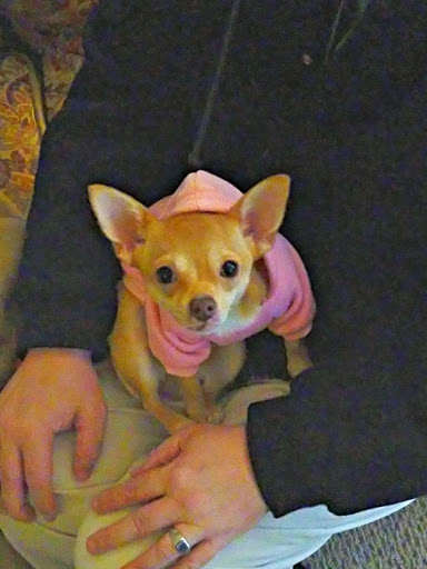 Pet Supply Store «Petco Animal Supplies», reviews and photos, 390 East 525 North, Harrisville, UT 84404, USA