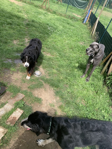 Pensioni per cani e dog hotel a Mi fido di Fido - Educatore cinofilo a domicilio - Pensione casalinga - Francesca e Riccardo