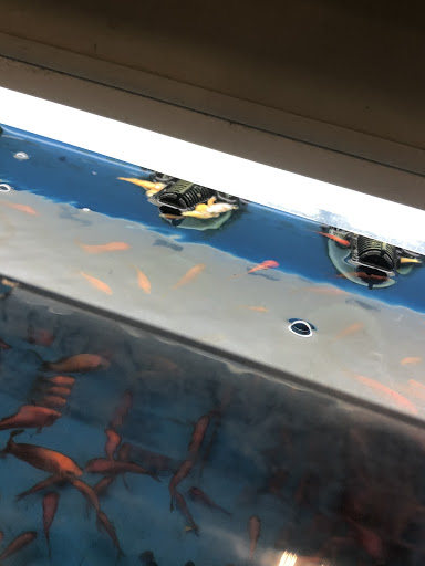 Pet Supply Store «PetSmart», reviews and photos, 2255 Pine Ridge Rd, Naples, FL 34109, USA