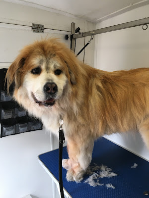 Buddys Mobile Pet Grooming