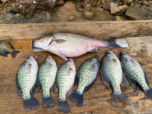 Sporting Goods Store «Academy Sports + Outdoors», reviews and photos, 1414 N Loop 336 W, Conroe, TX 77304, USA