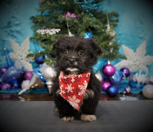 Pet Store «Pet Planet», reviews and photos, 11968 S Redwood Rd, Riverton, UT 84065, USA