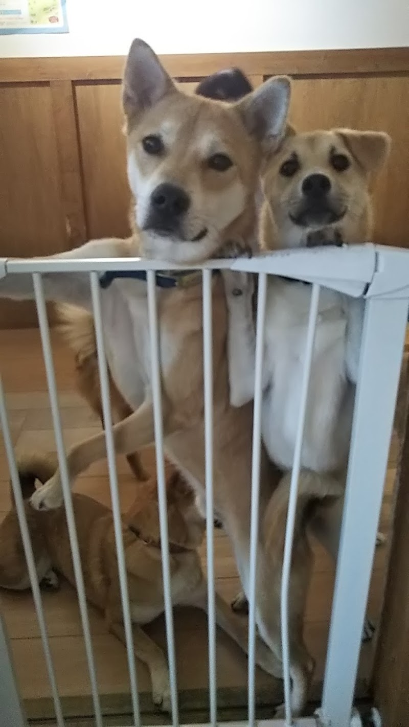 ピースワンコ ジャパン 福山譲渡センター 広島県福山市東深津町 動物保護団体 グルコミ