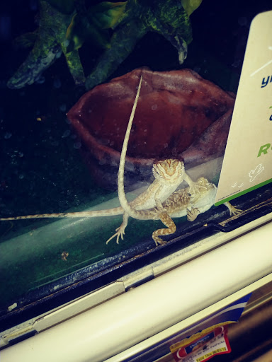 Pet Supply Store «PetSmart», reviews and photos, 288 West Ave, Stamford, CT 06902, USA