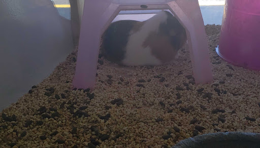 Pet Store «Pet Malls», reviews and photos, 11691 Boyette Rd, Riverview, FL 33569, USA