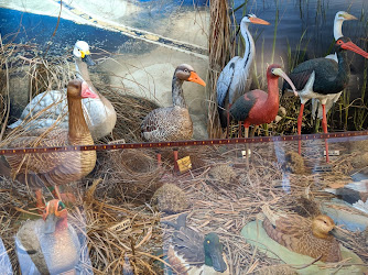 Sultan Sazliği Kuş Müzesi