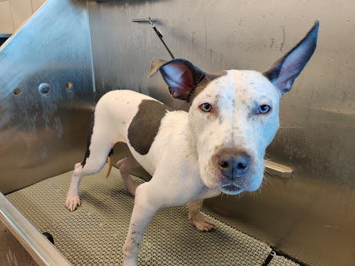 Pet Supply Store «Pet Supplies Plus», reviews and photos, 132 Randall Rd, Lake in the Hills, IL 60156, USA