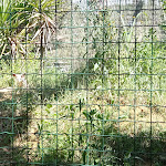 Photo n°12 de l'avis de Andrea.' fait le 08/09/2021 à 19:44 sur le  Parc Gallorose à Loc. Cedrino