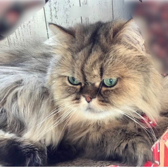 しっぽなカフェ 北海道帯広市西 カフェ 喫茶 カフェ グルコミ