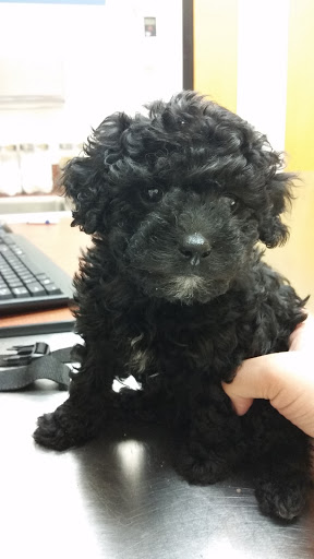 Pet Supply Store «PetSmart», reviews and photos, 30 Malphrus Rd, Bluffton, SC 29910, USA