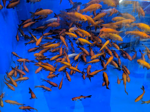 Pet Supply Store «PetSmart», reviews and photos, 2901 Agua Fria Fwy, Phoenix, AZ 85027, USA