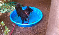 Roxie and Donnie's Pet Sitting Services - Photo 4 - Car repair in Atlanta, GA, Atlanta