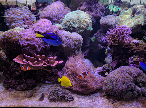Aquarium «Aquarium World», reviews and photos, 13157 Northwest Fwy, Houston, TX 77040, USA