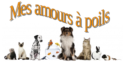 Mes amours à poils à Bierné-les-Villages