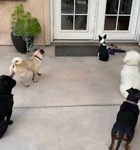 The Purrfect Pet Buddies Co - Photo 6 - Car repair in , Chula Vista