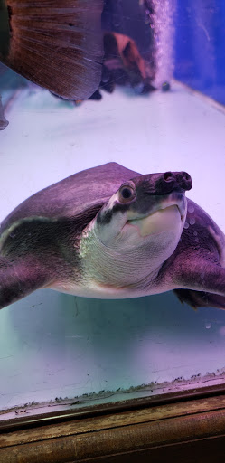 Tropical Fish Store «Xtreme Fish & Pets», reviews and photos, 11415 Bellaire Blvd # A, Houston, TX 77072, USA