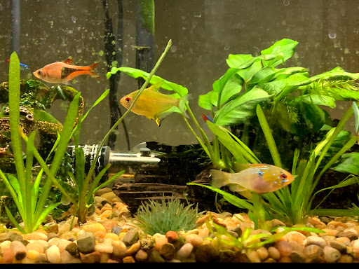 Tropical Fish Store «Marine Oasis», reviews and photos, 5340 W Ridge Rd, Spencerport, NY 14559, USA