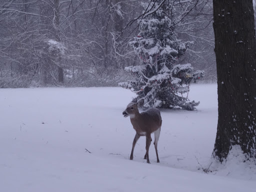 Park «Saddle River Park», reviews and photos, Dunkerhook Rd, Paramus, NJ 07652, USA