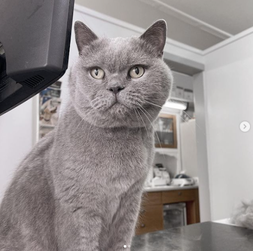 Comments and reviews of St Aubyn Veterinary Clinic