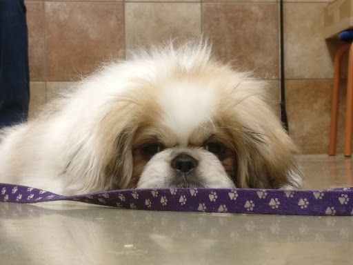 Pet Supply Store «PetSmart», reviews and photos, 160 Washington St #701, Rochester, NH 03839, USA