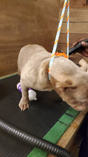 Pet Supply Store «Wags & Whiskers - West Nashville», reviews and photos, 3731 Charlotte Ave, Nashville, TN 37209, USA