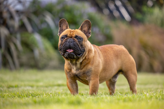 Free Range Pooches NZ