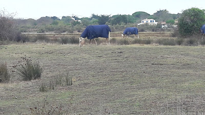 Champ du Sanglier à 2 têtes à Saint-Georges-d'Oléron