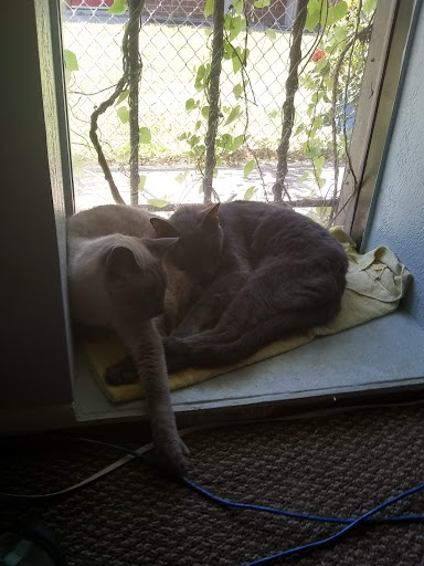 Animal Hospital «Animal Medical Corpus Christi», reviews and photos, 6822 Everhart Rd, Corpus Christi, TX 78413, USA