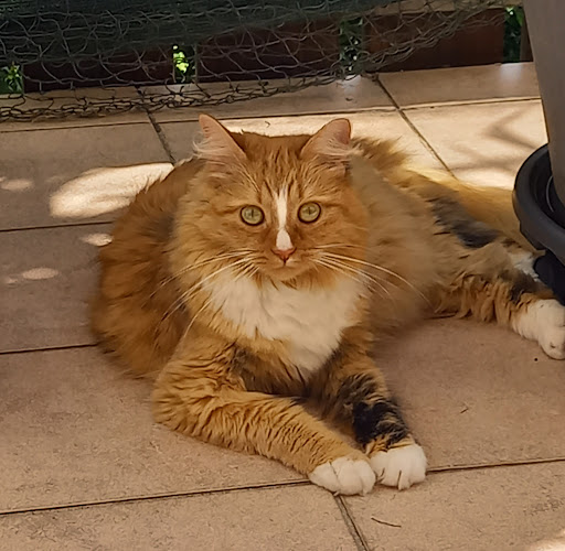 Ester Rudloff Tierärztin unter Elzach, Baden Württemberg