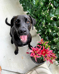 Pet Day Sitting - Photo 7 - Car repair in , Round Rock